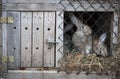 Rabbits in a hutch