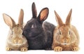 Rabbits Royalty Free Stock Photo