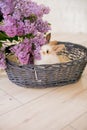 Rabbits with lilac in a wicker basket on a light background