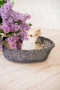 Rabbits with lilac in a wicker basket on a light background