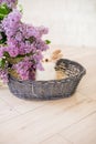 Rabbits with lilac in a wicker basket on a light background