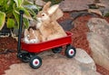 Rabbits in little red wagon Royalty Free Stock Photo