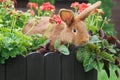 Rabbits love Royalty Free Stock Photo