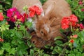 Rabbits love Royalty Free Stock Photo