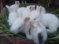 Rabbits are mammals from the leporidae family and one of the alternative meat-producing livestock.