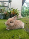 rabbits playing grass