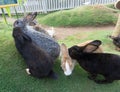 rabbits playing with their grup