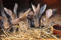 rabbits in rabbit-hutch Royalty Free Stock Photo