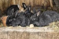 Rabbits in rabbit hutch Royalty Free Stock Photo