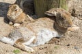 Rabbits resting Royalty Free Stock Photo
