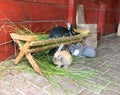 Rabbits sit in the zoo. Animals in captivity