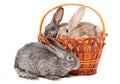 Rabbits sitting in a basket