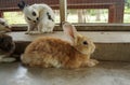 Brown rabbit and dirty fur lie on the floor.