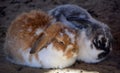 Rabbits are small mammals in the family Leporidae Royalty Free Stock Photo