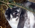 Rabbits are small mammals in the family Leporidae of the order Lagomorpha, Royalty Free Stock Photo