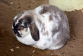 Rabbits are small mammals in the family Leporidae Royalty Free Stock Photo