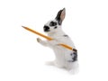 Rabbits stands on its hind legs with a pencil isolated on a white Royalty Free Stock Photo