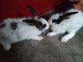 Rabbits are very loving, social animals, which means they not only love to spend time with thei in madhubani india