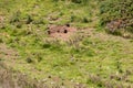 Rabbits Warrens Destroying New Zealand Countryside Royalty Free Stock Photo