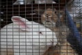 rabbits are white animals sitting in a cage behind bars Royalty Free Stock Photo