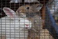 rabbits are white animals sitting in a cage behind bars Royalty Free Stock Photo