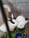 Rabbits white eye bunnies cute