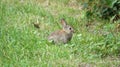 Rabbits, the wild ones too, look always cute Royalty Free Stock Photo