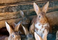 Rabbits Royalty Free Stock Photo