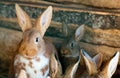 Rabbits Royalty Free Stock Photo