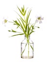 Rabelera holostea greater stitchwort or greater starwort in a glass vessel on a white background