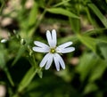 The greater stitchwort -Rabelera holostea- close up