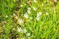 Rabelera holostea, known as greater stitchwort, greater starwort and addersmeat