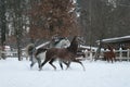 Rabian horses runs  in the snow in the paddock against a white fence and trees with yellow leaves. Red horse in the background . Royalty Free Stock Photo