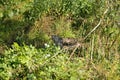 Rabid cat in bushes Royalty Free Stock Photo