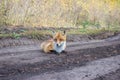 Rabid Red Fox Lying on Track Royalty Free Stock Photo