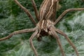 Rabid wolf spider on a green leaf covered with spiderweb