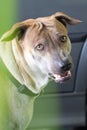 Aggressive dog shows dangerous teeth, Fierce dogs watching cars, Royalty Free Stock Photo