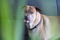 Aggressive dog shows dangerous teeth, Fierce dogs watching cars, Royalty Free Stock Photo