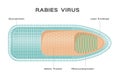 Rabies virus / anatomy