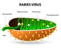 Rabies virus or Rhabdovirus Royalty Free Stock Photo