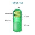 Rabies virus. virion Rabies lyssavirus Royalty Free Stock Photo
