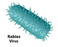 Rabies External Feature of the Virus