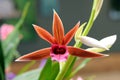 Rabin raven orchid