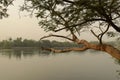 Rabindra sarobar lake in the background through the tree branch on its bank