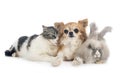 Rabit, cat and chihuahua Royalty Free Stock Photo