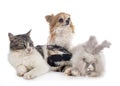 Rabit, cat and chihuahua Royalty Free Stock Photo