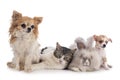 Rabit, cat and chihuahua Royalty Free Stock Photo