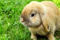 Rabit in grass Royalty Free Stock Photo