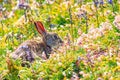 Rabit in ping spring flowers. Cute rabbit with flower dandelion sitting in grass. Animal in nature habitat, life in meadow. Europe