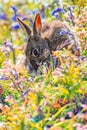 Rabit in ping spring flowers. Cute rabbit with flower dandelion sitting in grass. Animal in nature habitat, life in meadow. Europe